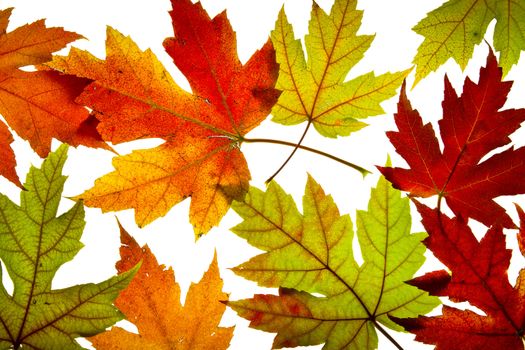 Maple Leaves Mixed Changing Fall Colors Background Backlit