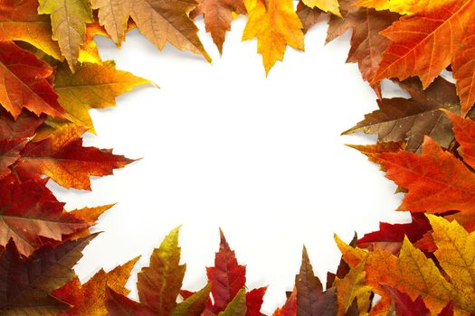 Maple Leaves Mixed Changing Fall Colors Background Border 2