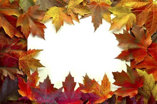 Maple Leaves Mixed Changing Fall Colors Background Border