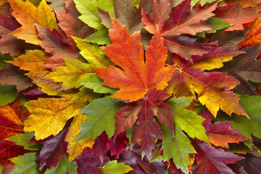 Maple Leaves Mixed Changing Fall Colors Background
