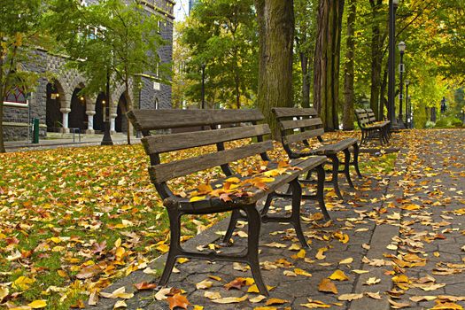 Maple and Elm Tree Fall Leaves on Park Benches 3