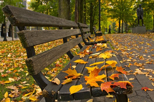 Maple and Elm Tree Fall Leaves on Park Benches