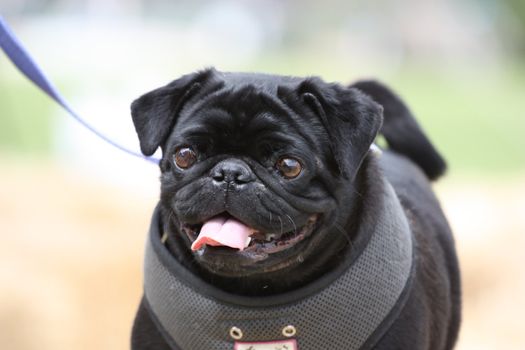 Pug