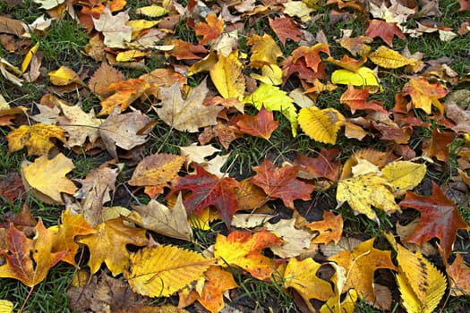 Maple and Elm Trees Fall Leaves on Lawn Grass