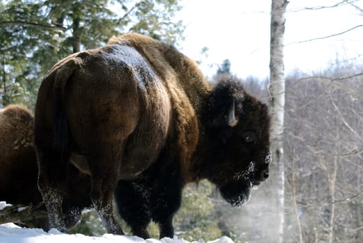 Wild Bison in Winter