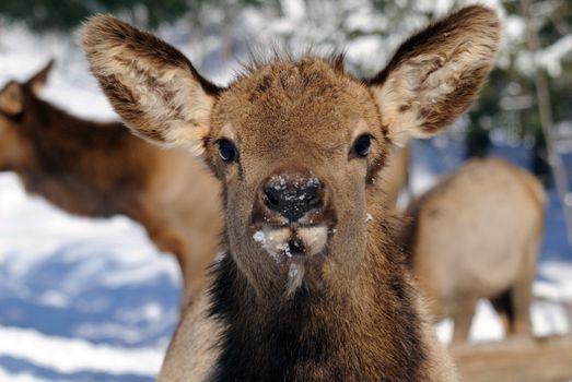 Wild elks in winter