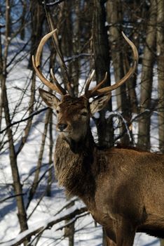 Wild elks in winter