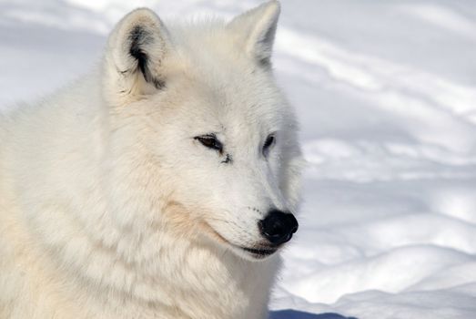 Arctic wolf in Winter