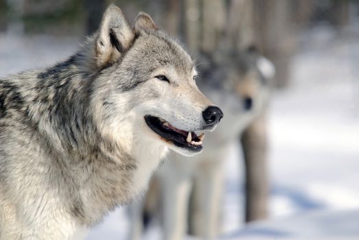 Close-up portrait of a gray wolf in Winter