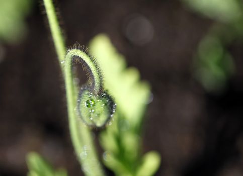 Poppy bud with raindrops