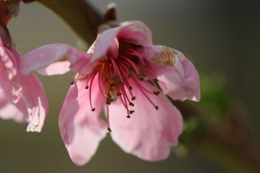 Beautiful pink peach blossom is an early spring indicator of a bountiful harvest.