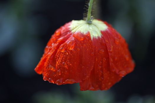 Bright red poppy with raindrops