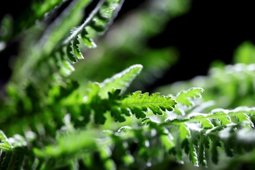 Backlit Ferns macro.  Selective shallow focus