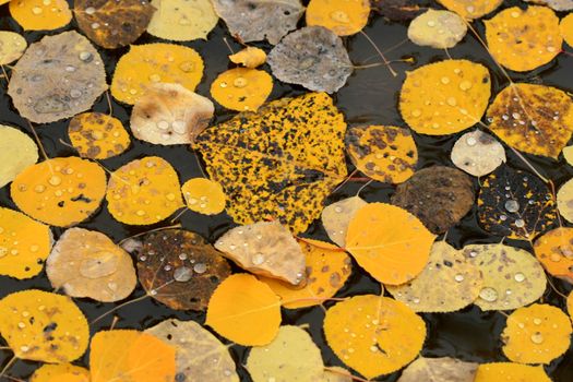Golden autumn aspen leaves with raindrops in puddle of water