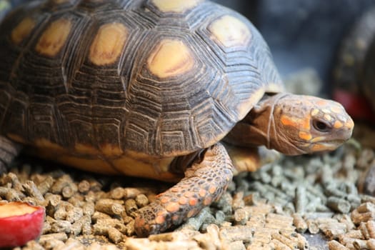 Close up of a turtle resting on a rock.