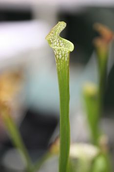 Close up of a Pitcher Plant.