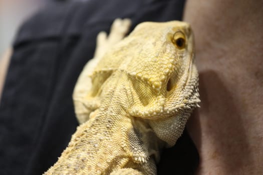 Close up of a small lizard.