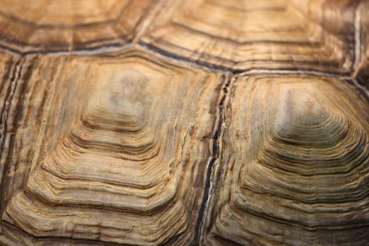 Close up of a turtle shell.