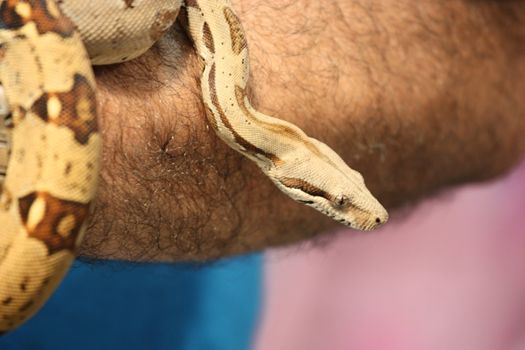 Close up of a snake.