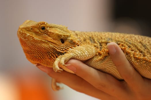 Close up of a small lizard.