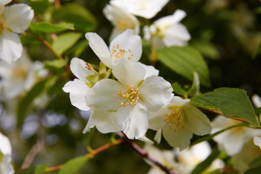 Seasonal beauty - blossom jasmine flower