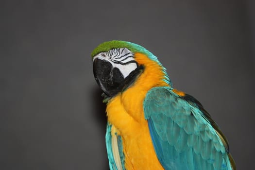 Close up of a Parrot.