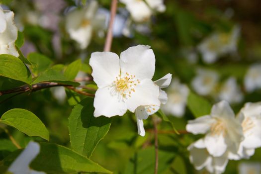 Seasonal beauty - blossom jasmine flower