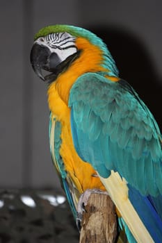 Close up of a Parrot.