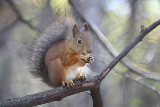 Close up of a cute squirrel.