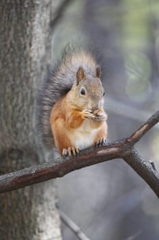 Close up of a cute squirrel.