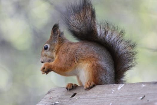 Close up of a cute squirrel.