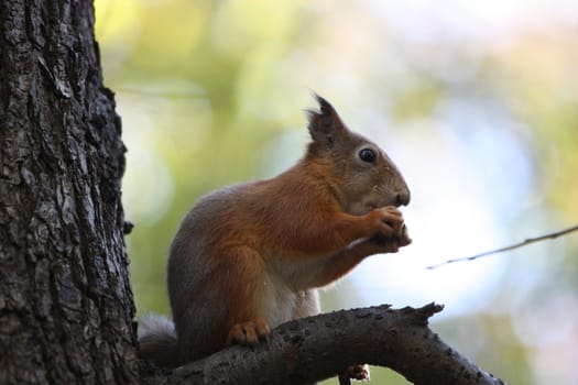 Close up of a cute squirrel.