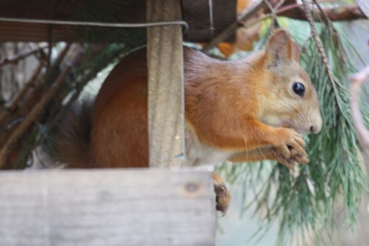 Close up of a cute squirrel.