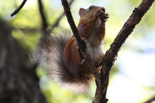Close up of a cute squirrel.