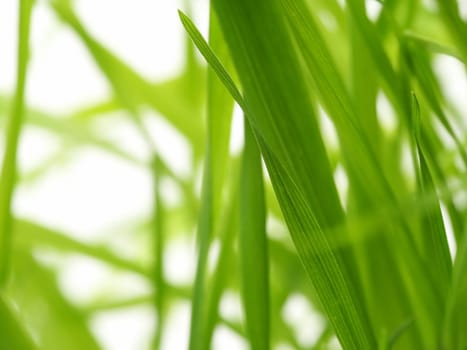 Green Grass with white background.