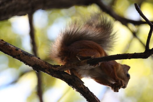 Close up of a cute squirrel.