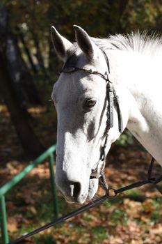 Headshot of a white horse.