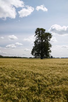 Landscape with lonely tree at summer barley field