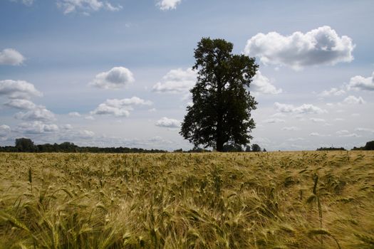 Landscape with lonely tree at summer barley field