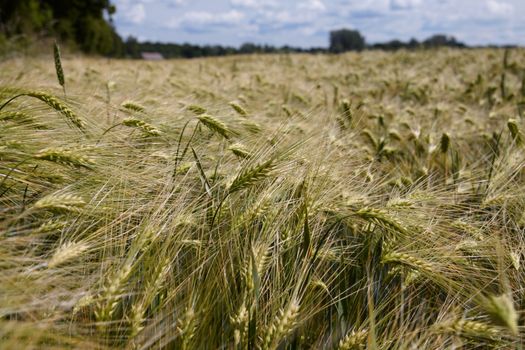 Barley Field, photographed close-up