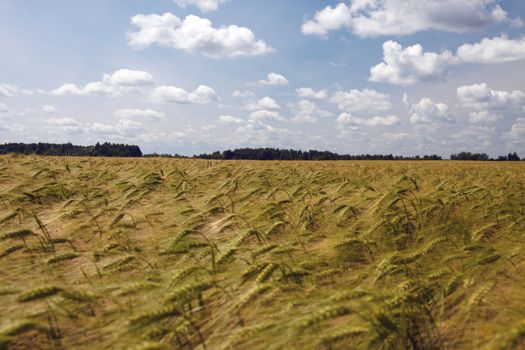 Barley Field, photographed at sunny day in Lithuania