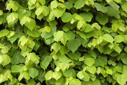 A backgroud image of leaves on a lime tree