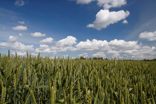 green wheat field, blue sky and clouds