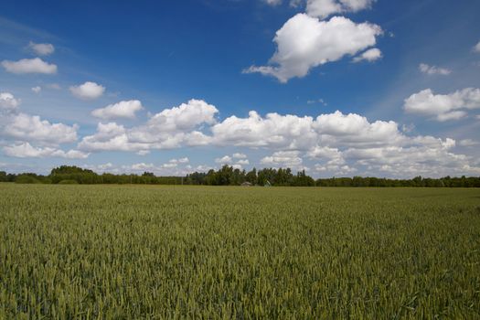 green wheat field, blue sky and clouds