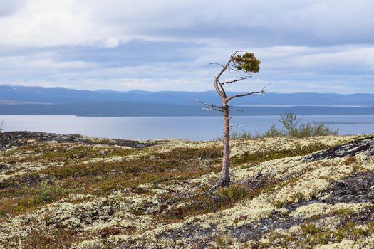 Half-dead pine growing at mountain top