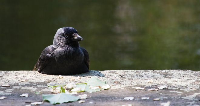 Jackdaw resting in the sun on a stone wall 