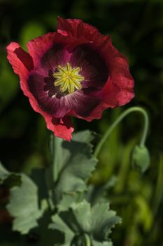 Opium poppy with red flowers for the garden. Poppy seeds are usable in bread and muffins.
White flowered poppy's are produced for medicine and drugs like opium and morphine.