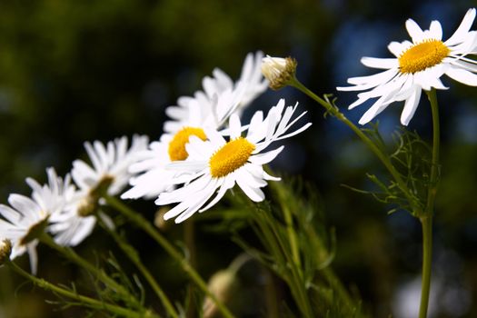 Close up Camomile on natural background