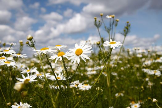 Close up Camomile on natural background