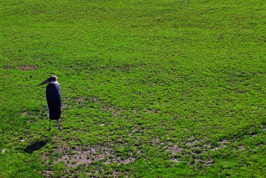 Picture of a Marabou bird walking on a lawn